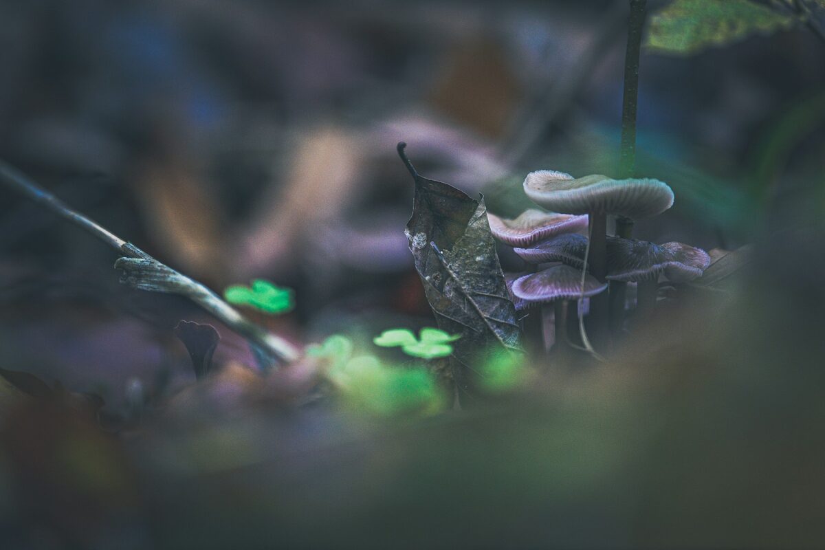 Wyższe grzyby a zdrowie - co warto wiedzieć?